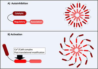 An Overview of the Role of Calcium/Calmodulin-Dependent Protein Kinase in Cardiorenal Syndrome